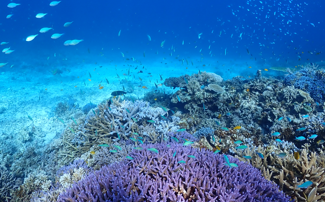 八重干瀬シュノーケリングツアー