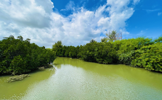 マングローブサップ1時間ツアー